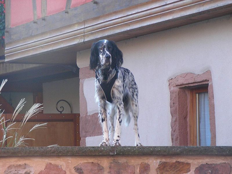 Looking for steady confidence instead of nonstop energy? Start with these dog breeds 13 English Setter