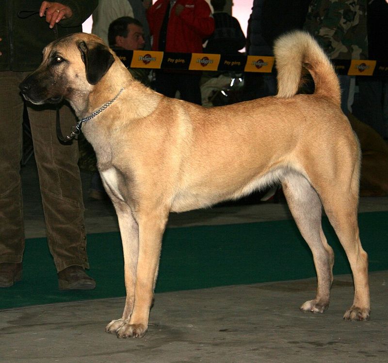 14 strong dog breeds that match the bullmastiff’s calm but intimidating energy 10 Anatolian Shepherd