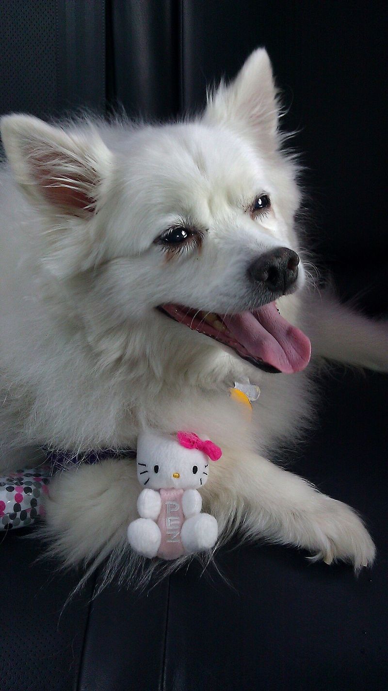 Excellent with children when properly socialized