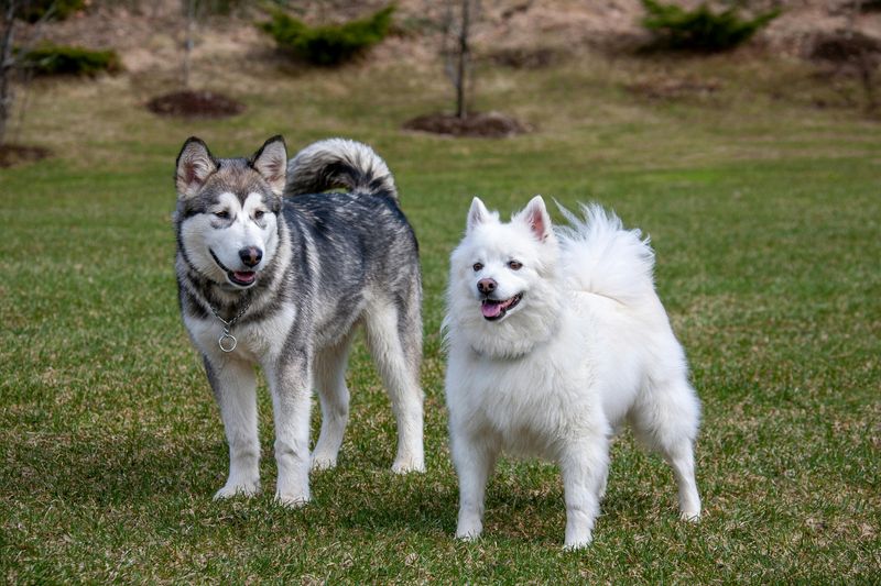 Alaskan Malamute