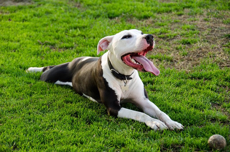 Before blaming your dog, take a closer look at these everyday habits 9 Interrupting rest too often
