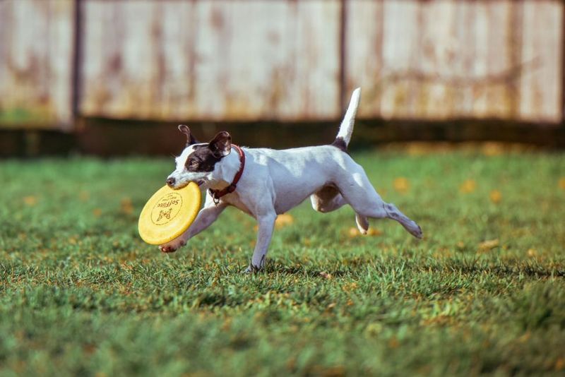 18 Everyday Habits That Lead to a Happier, Healthier Dog 16 Regular Exercise