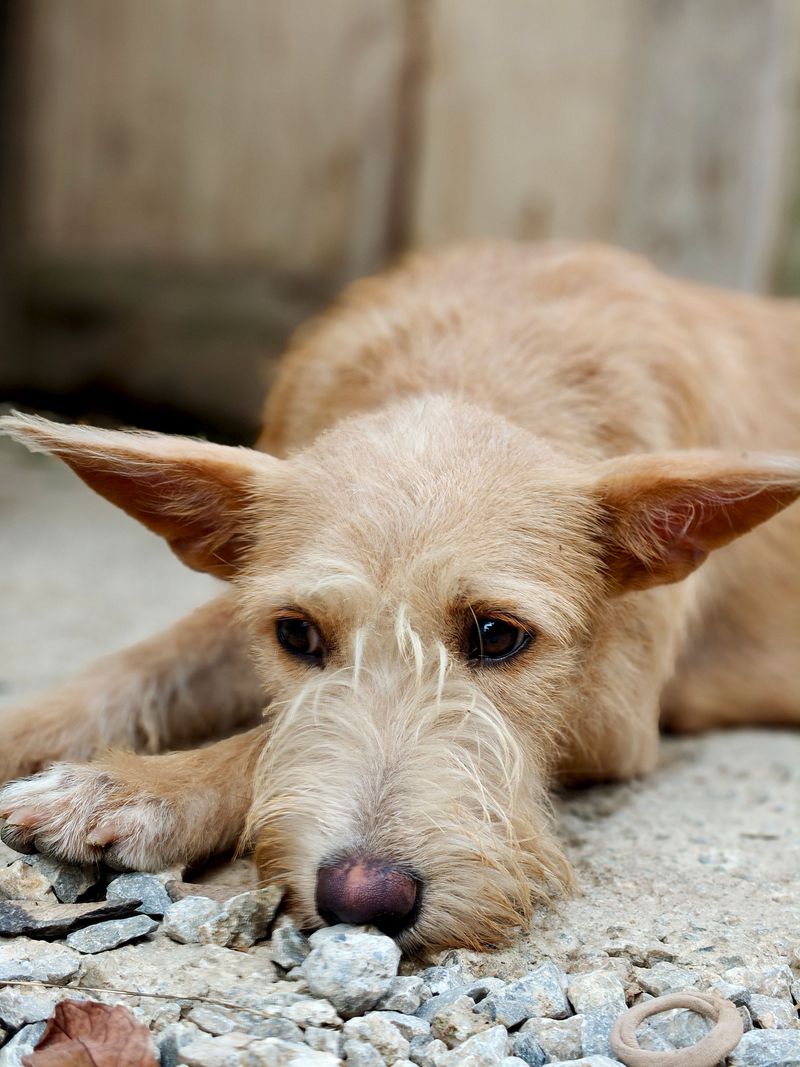 If your dog follows you into every room, here's what they're really practicing 8 Coping With Worry