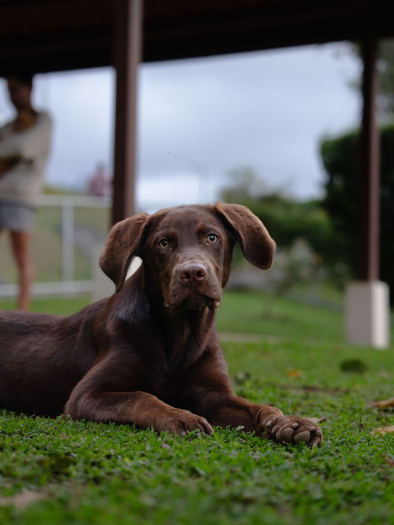 Think every family dog bonds the same way? These breeds can make the relationship feel much deeper 6 Labrador Retriever