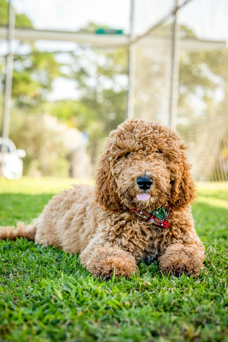 26 Popular Doodle Dog Mixes Loved for Their Personality and Charm 3 Goldendoodle