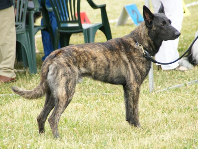 Dutch Shepherd