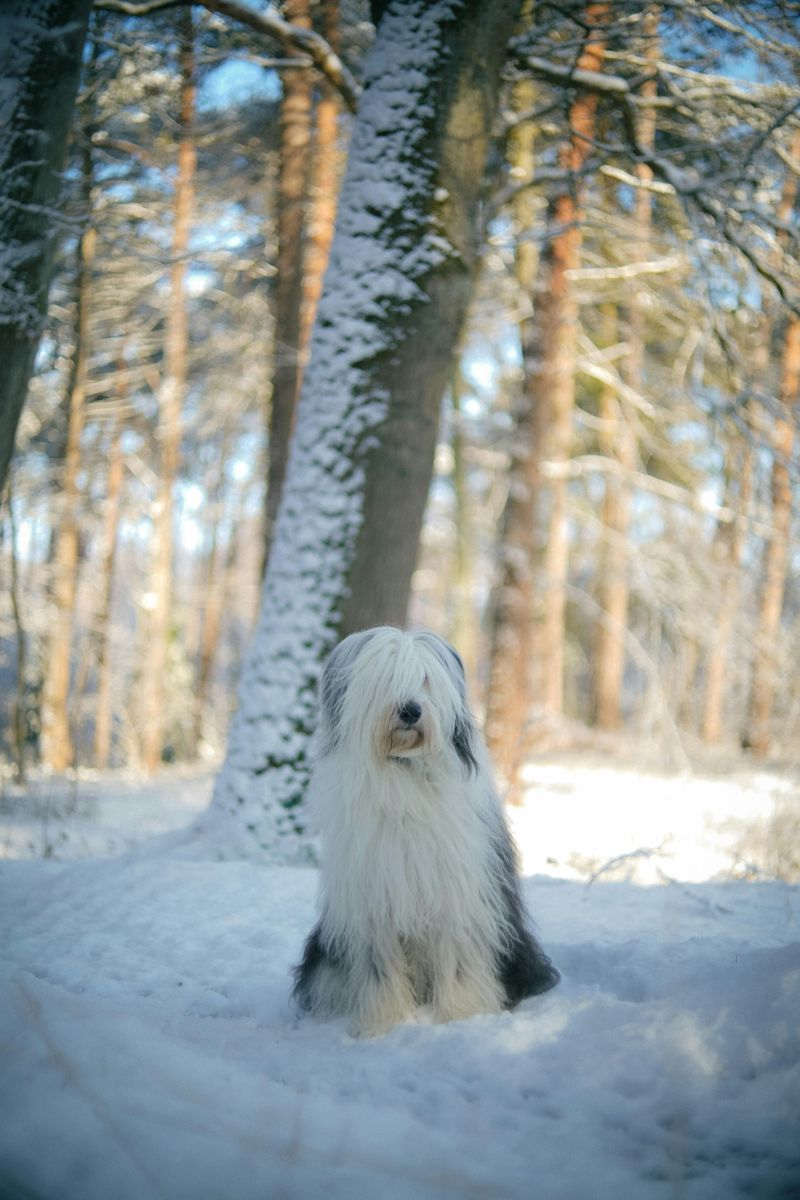 Old English Sheepdog