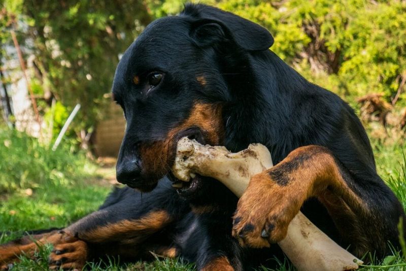 18 Dog Types That Will Do Anything For Food (And Need Strict Portion Control) 18 Rottweiler