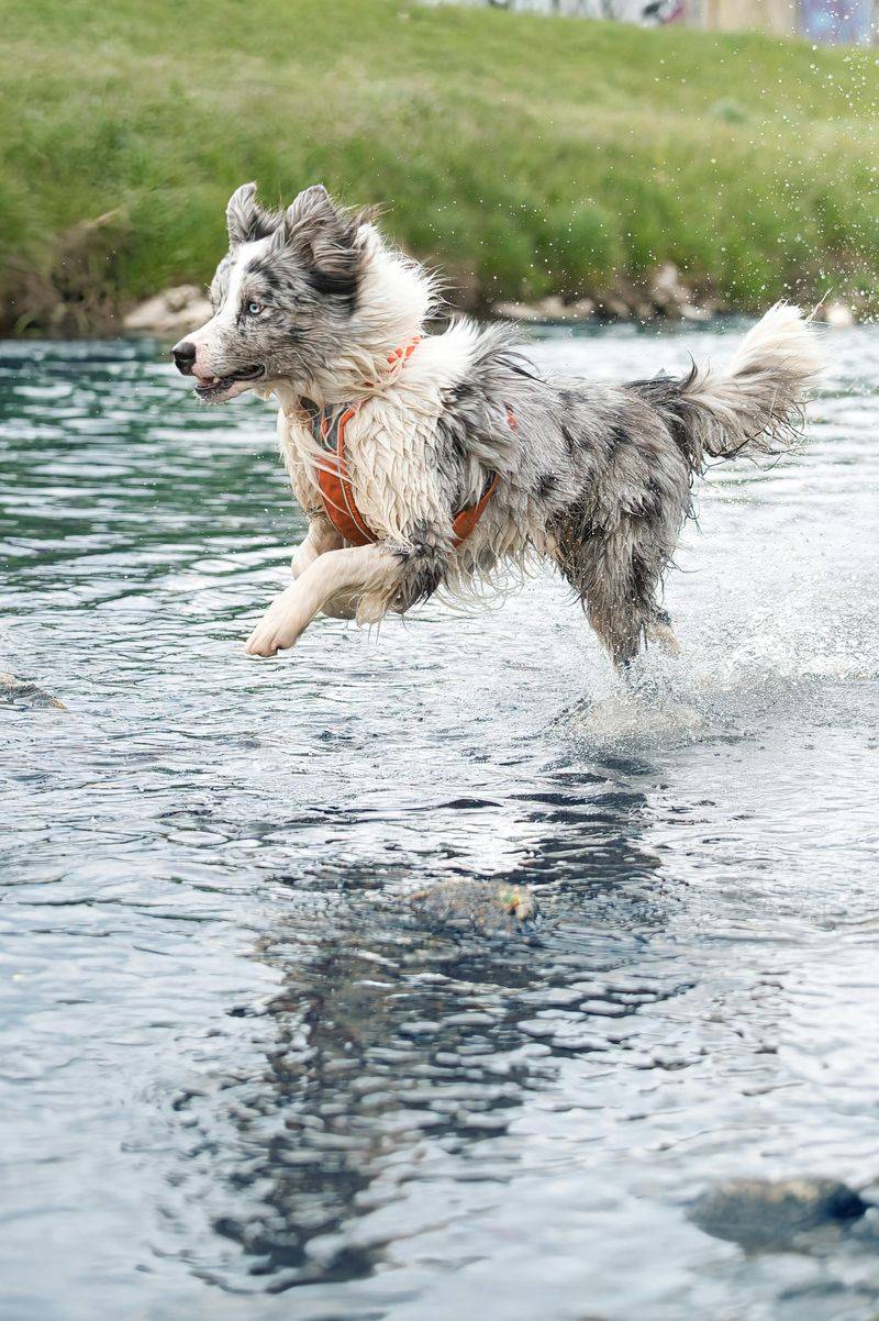 Border Collie