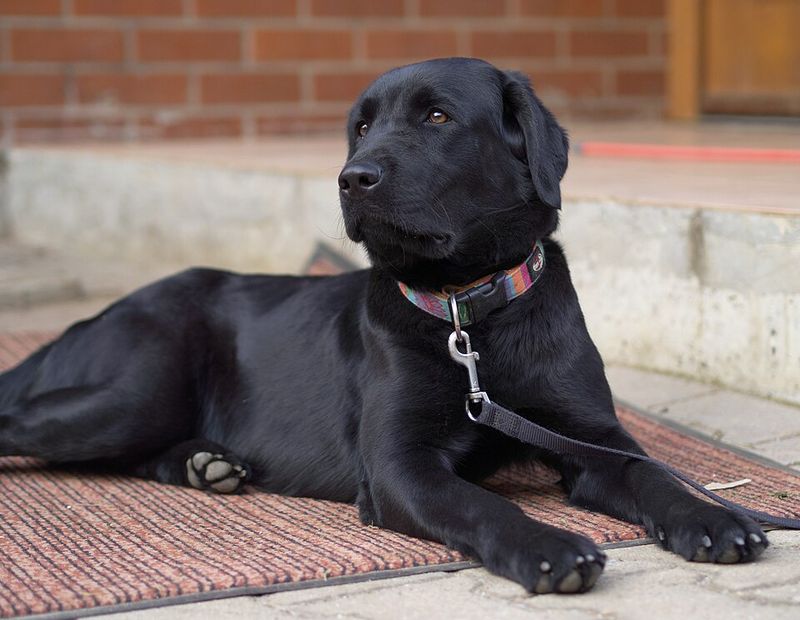 11 dog breeds that adore children without getting jealous 2 Labrador Retriever