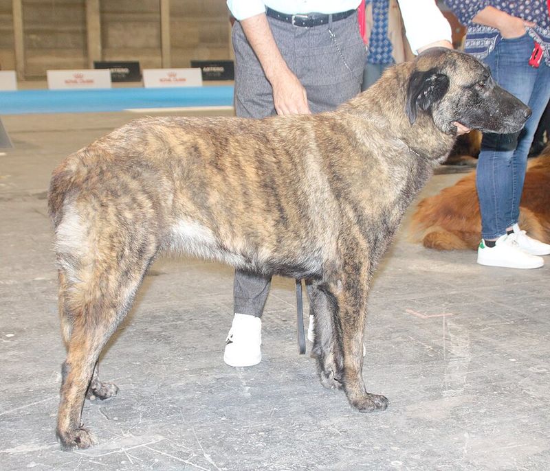 Cão da Serra da Estrela (Short-Haired)