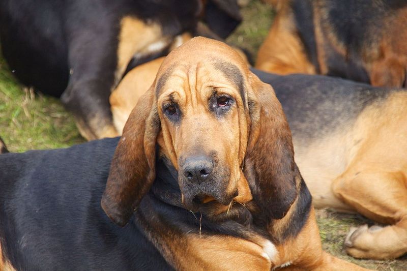 Bloodhound