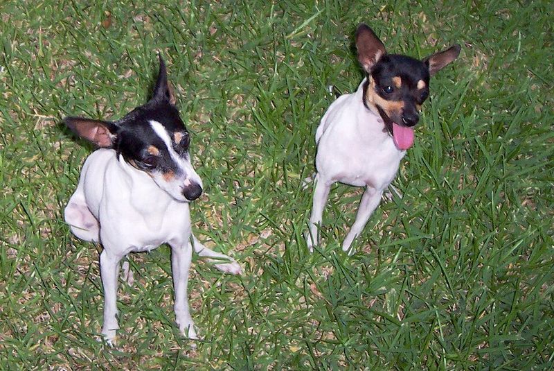 Toy Fox Terrier: Tiny Clown, Big Personality