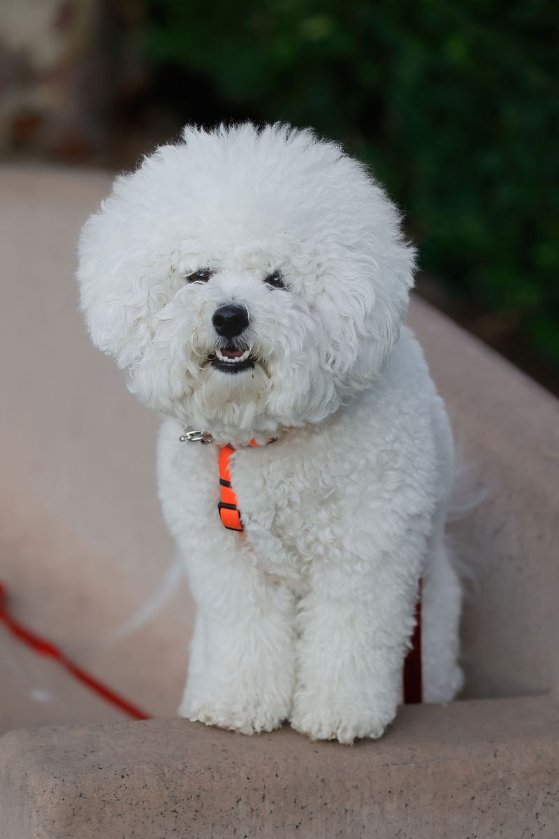If you want a guard dog, you may want to skip the breeds that think every stranger is their new best friend 10 Bichon Frise