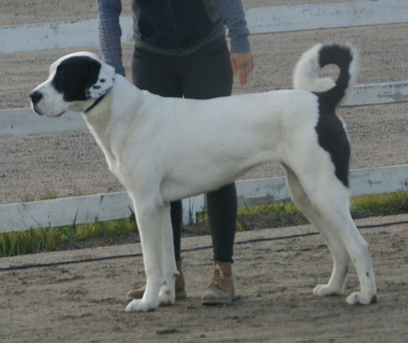 14 Dog Breeds That Stay Gentle at Home but Turn Into Fierce Protectors Outside Plus 5 Breeds That Flip the Script 6 Central Asian Shepherd Dog