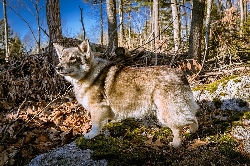 Swedish Vallhund