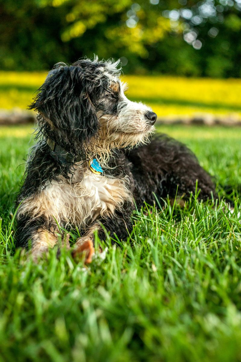 Bernedoodle