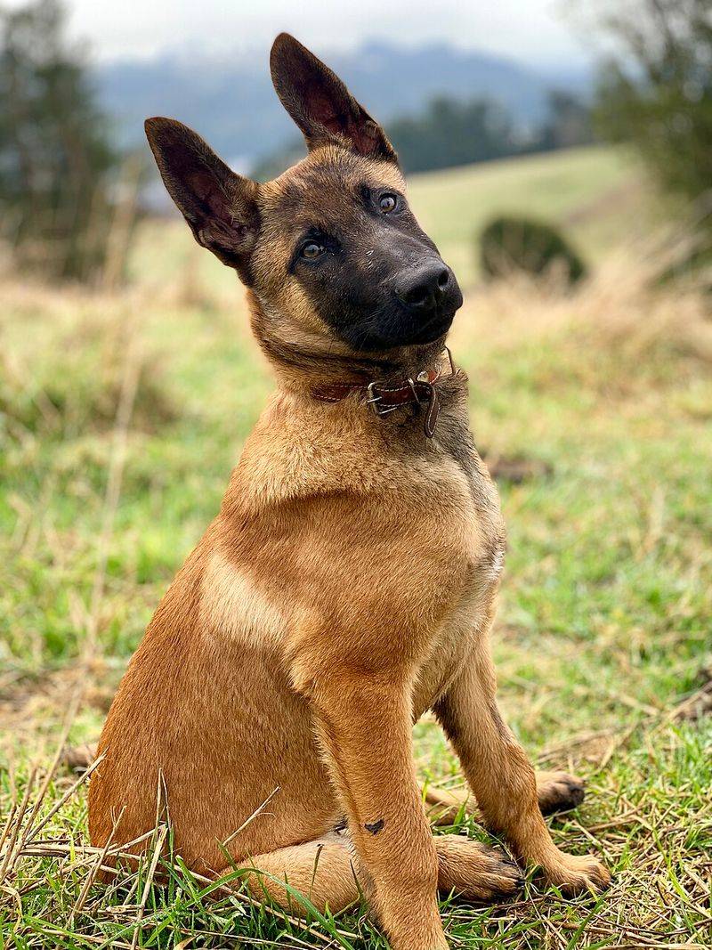 18 Adorably Sweet Dog Breeds That Are Wrongly Labeled as Trouble 17 Belgian Malinois