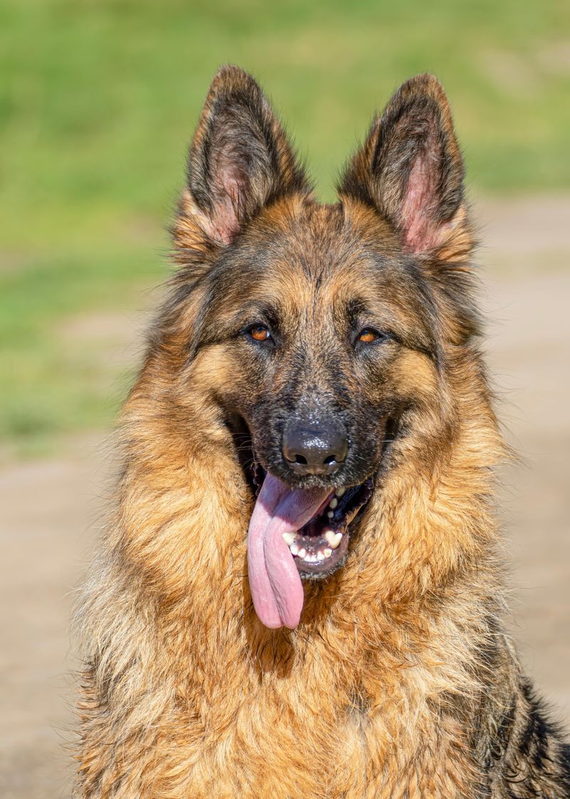 German Shepherd