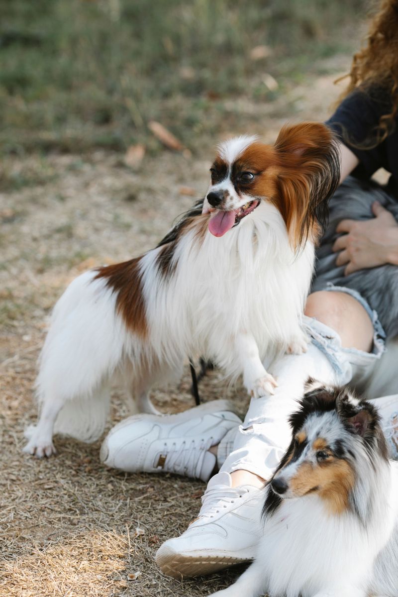 Everyone else hears what you say - These dogs may be watching what you don't say 9 Papillon