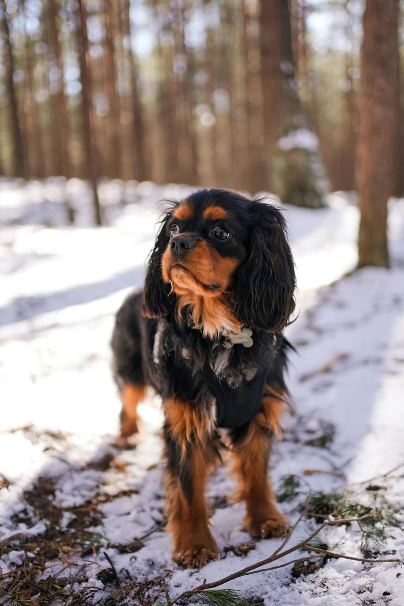 13 dog breeds known for their high adoption and ownership costs 6 Cavalier King Charles Spaniel
