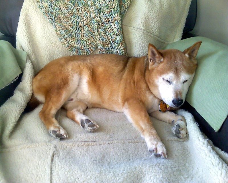 12 dogs that prove love isn’t always obvious 2 Shiba Inu