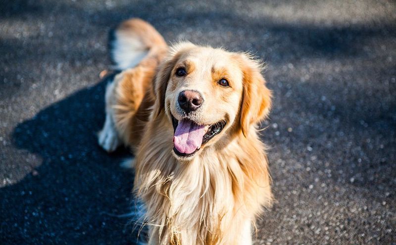 Your dog keeps begging after a full meal? These 10 breeds may explain why food motivation needs boundaries 8 Golden Retriever