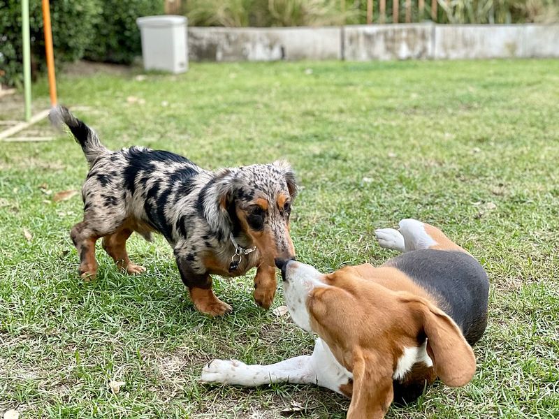 Owners don't need to question where they stand with these remarkably devoted companions 7 Dachshund