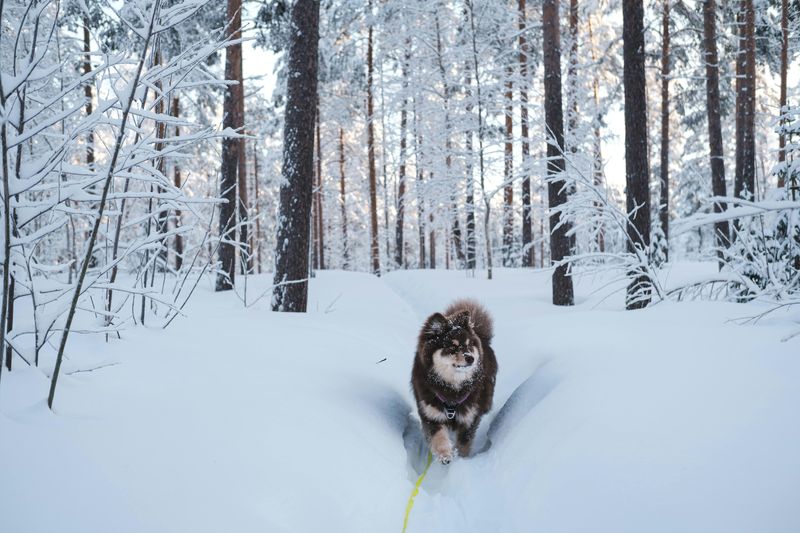 26 Rare Dog Breeds You’ll Rarely Encounter but Won’t Forget 27 Finnish Lapphund