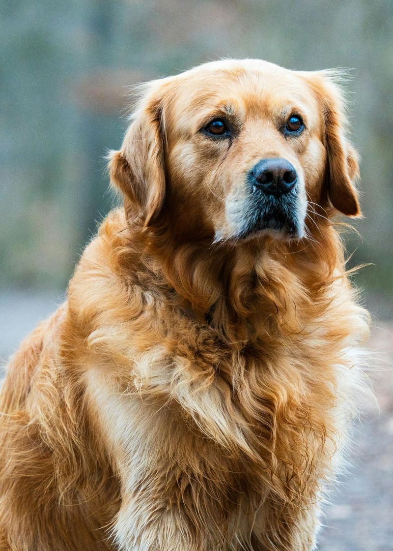 If left alone too often, these 13 dog breeds can become anxious and withdrawn 3 Golden Retriever