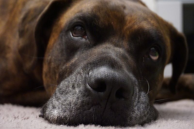 A few famous mixes dominate attention - These unusual combinations barely get mentioned 8 Boxador - Boxer × Labrador Retriever