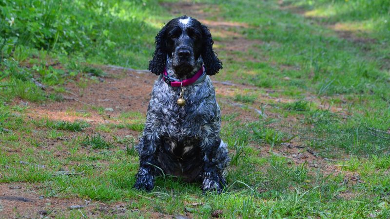Cocker Spaniel