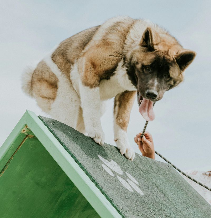 Training Challenges for Strong-Willed Akitas