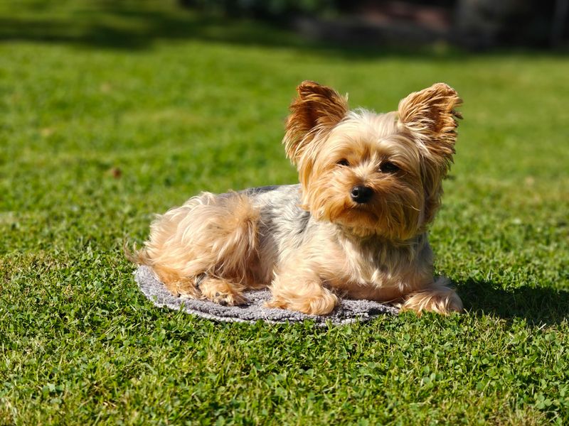 Yorkshire Terrier