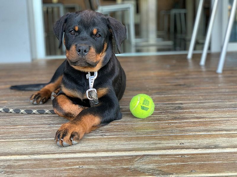 Rottweiler