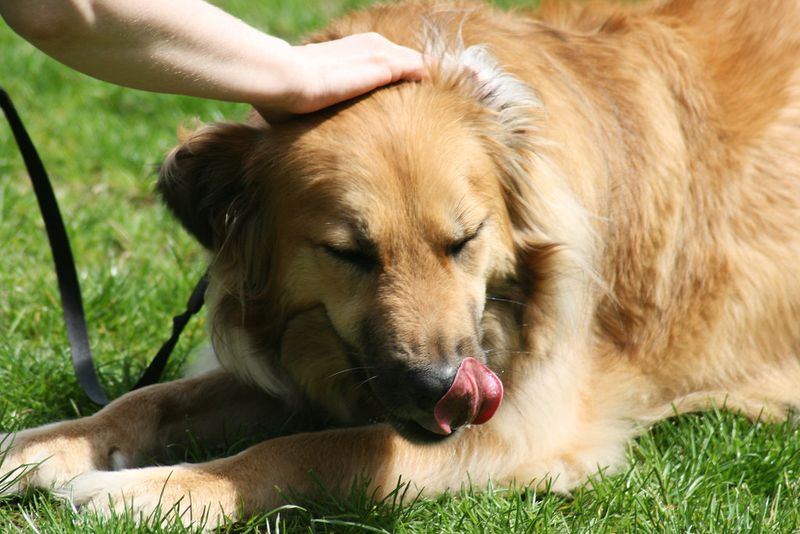Is your dog fed up? Here are 11 signs to watch for 4 Lip licking without food