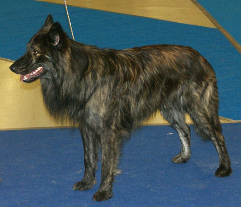 Dutch Shepherd