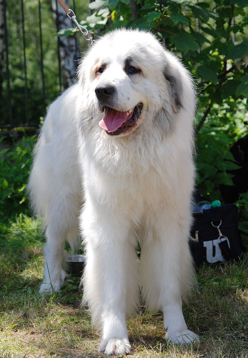 10 dog breeds that weren't built for ordinary household life - plus 3 companions that seem made for it 8 Great Pyrenees