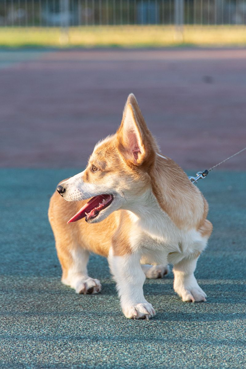 11 dog breeds that may make you love the older version even more than the puppy you brought home 9 Pembroke Welsh Corgi