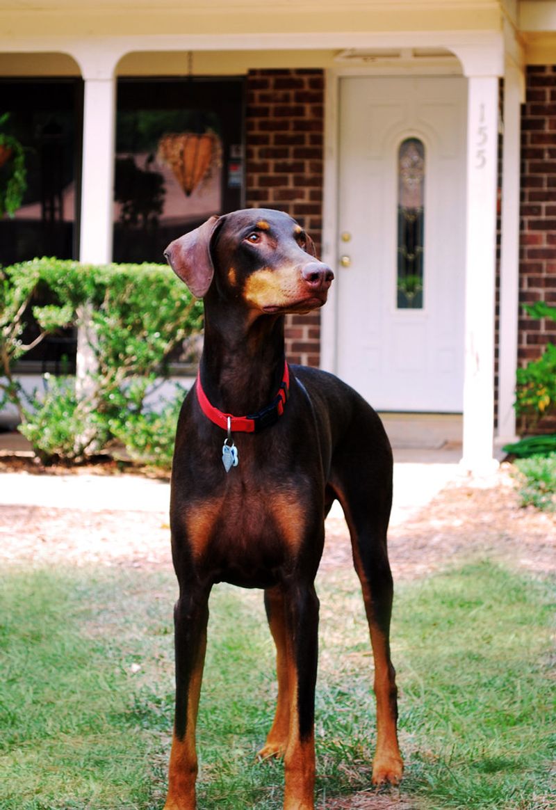 11 dogs that may spot unfamiliar activity before you do - plus 2 that would rather welcome everyone 4 Doberman Pinscher