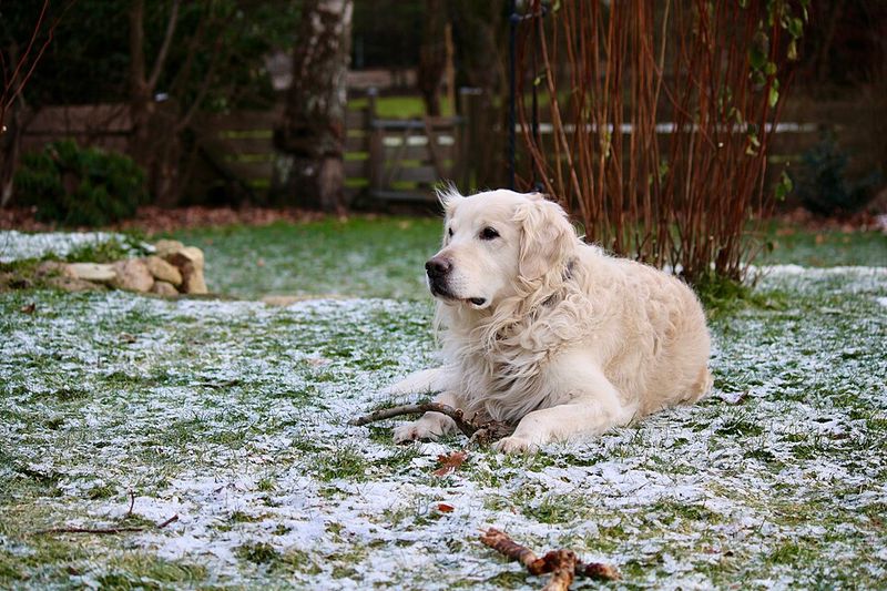13 extraordinary working dogs that react before commands are even given 6 Golden Retriever