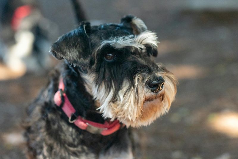 16 dog breeds that make digging look less like a habit and more like a mission 7 Miniature Schnauzer