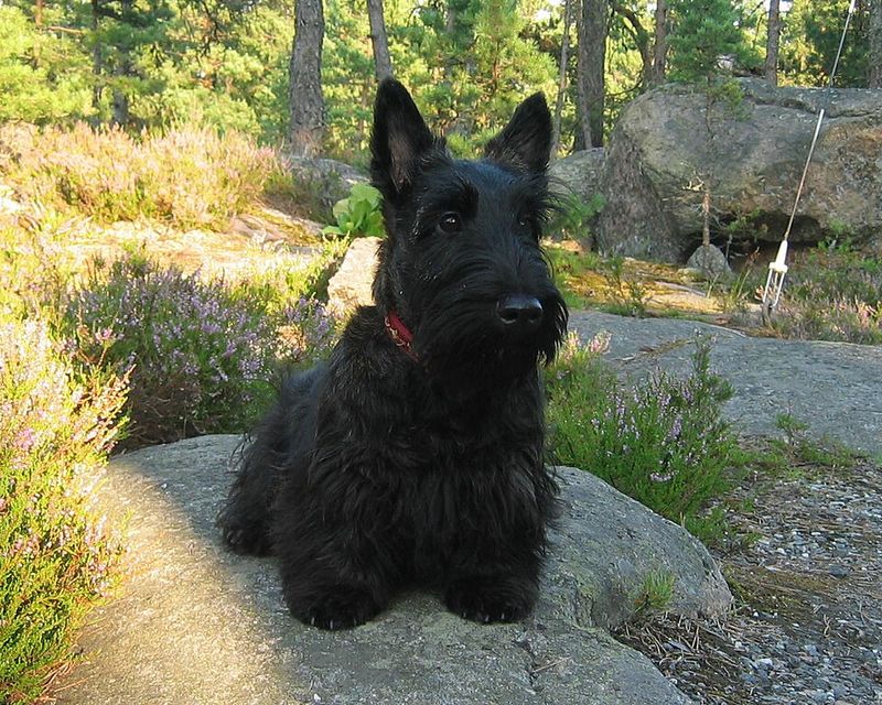 Scottish Terrier: Serious Devotion in a Small Package