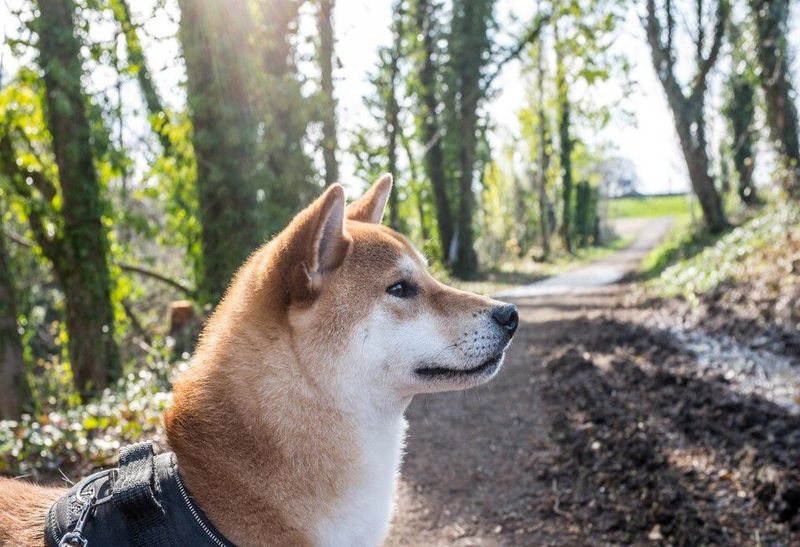 Shiba Inu