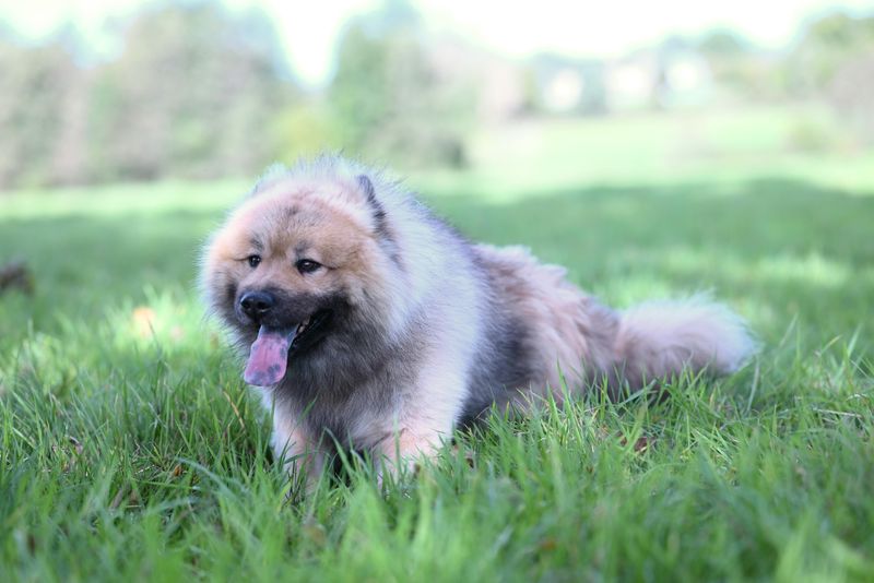 17 Chill Dog Breeds Perfect for Quiet, Relaxed Homes 8 Chow Chow