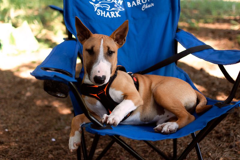 England gave the dog world more than working breeds - these charming companions show another side 7 Bull Terrier