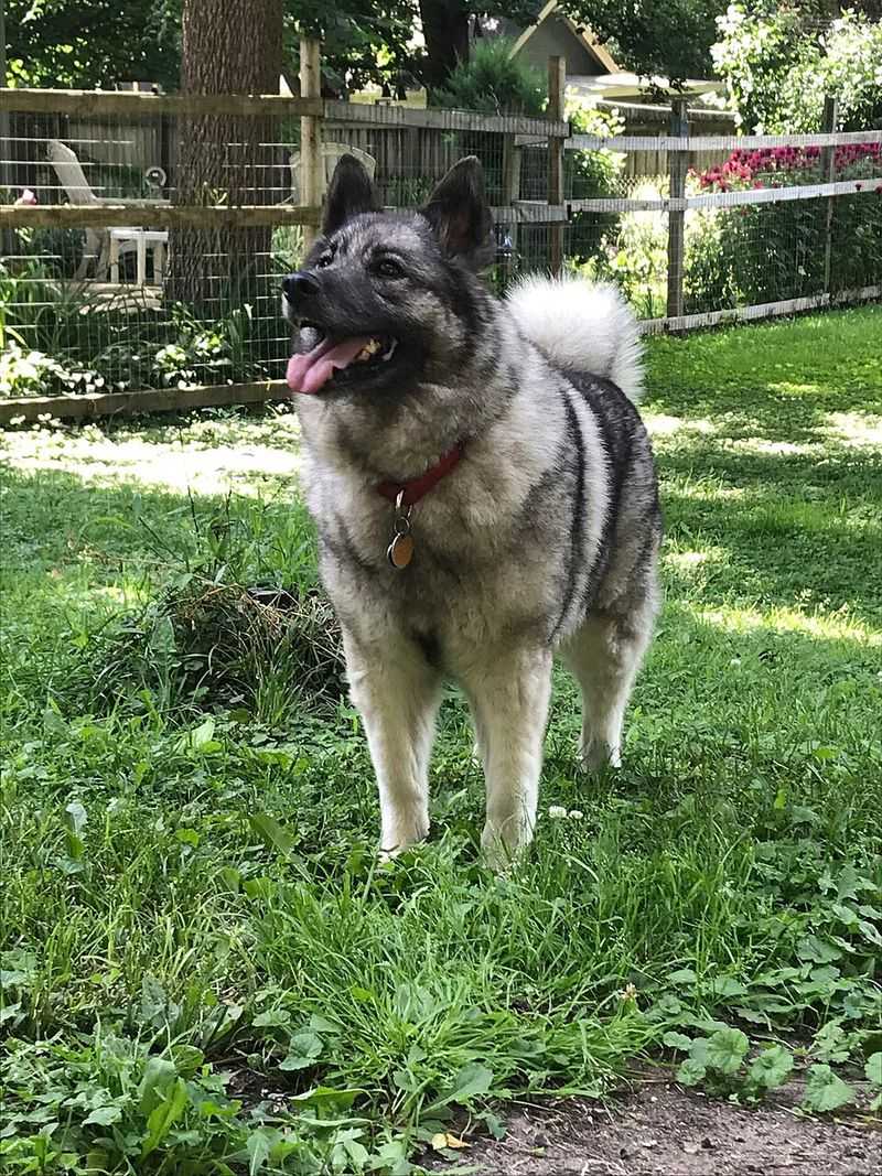 14 dogs that seem happiest when temperatures drop 10 Norwegian Elkhound