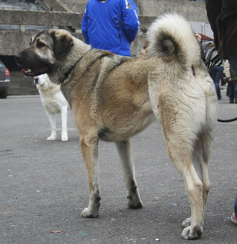 Love shepherd dogs? These breeds include a few you may never have encountered 8 Anatolian Shepherd Dog