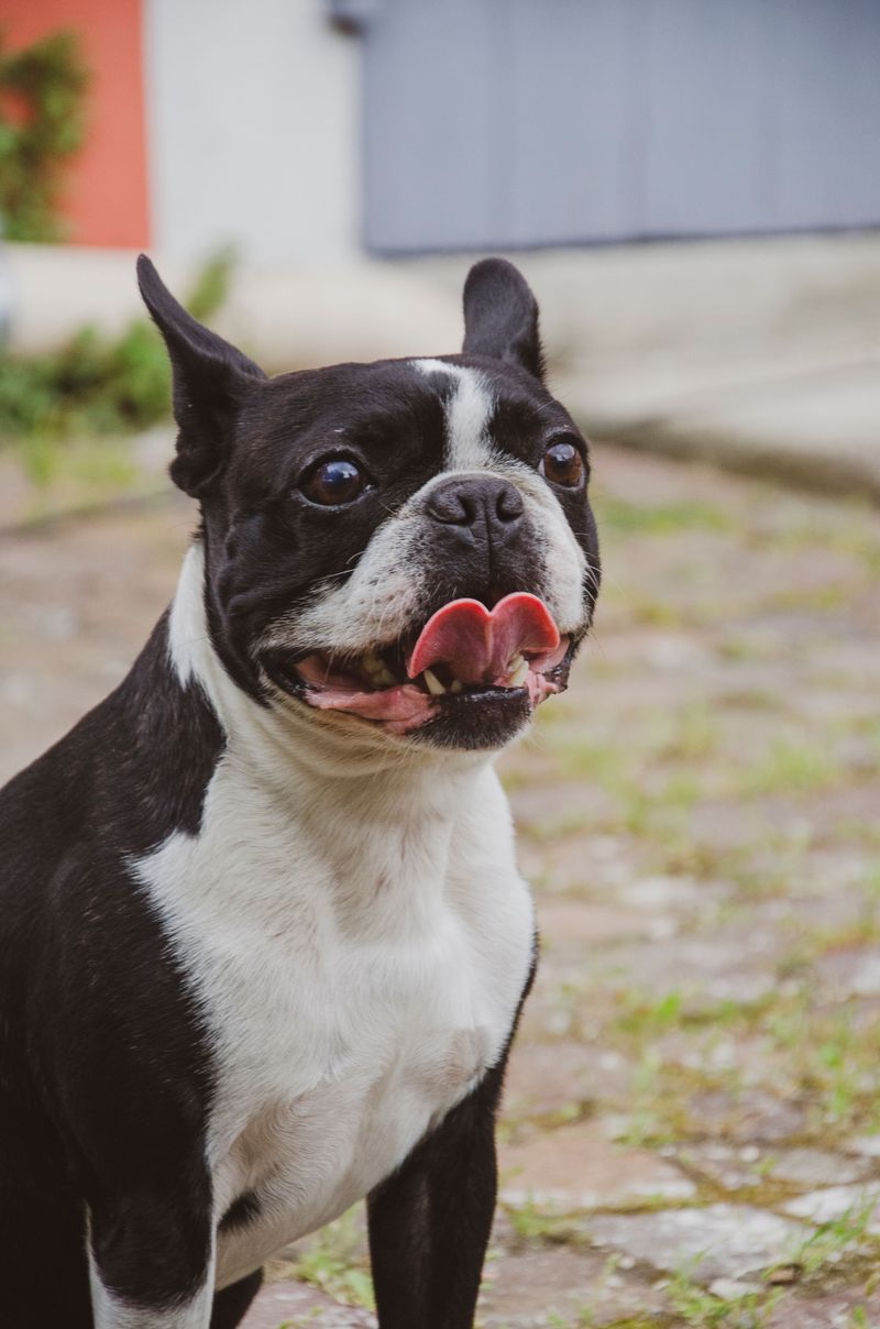 Some breeds don't need years to win people over - One unforgettable dog can do the job 6 Boston Terrier