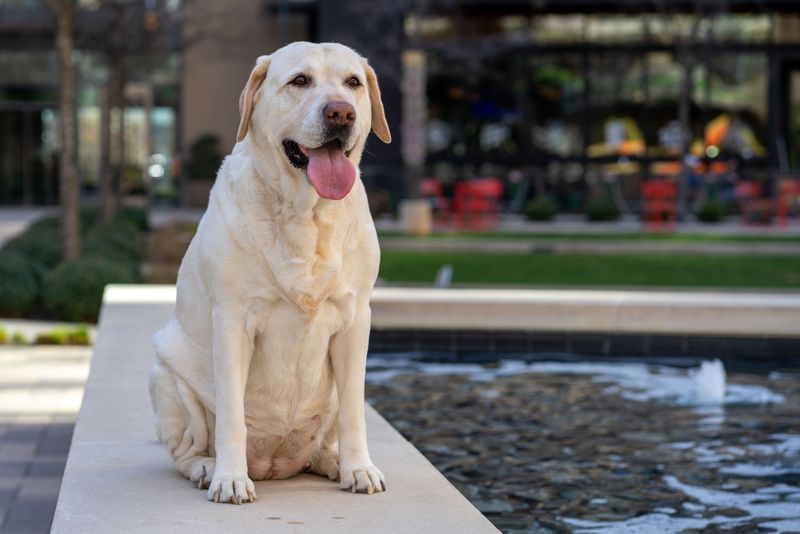The secret behind these 10 dog breeds isn't training - it's centuries of carefully selected instincts 10 Labrador Retriever